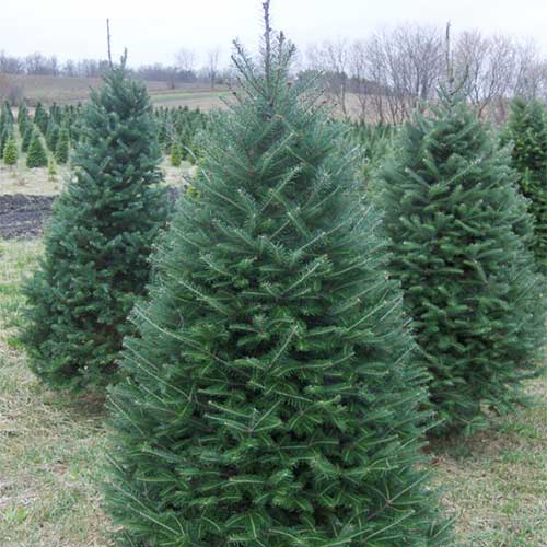 Canaan fir from Beckwith Christmas Trees-the Christmas Tree Station in Hannibal, New York.