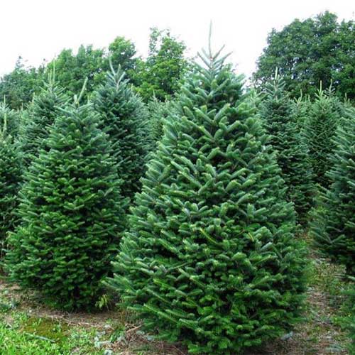 Balsam Fir from Beckwith Christmas Trees-the Christmas Tree Station in Hannibal, New York.