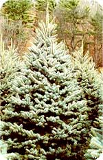 Colorado Blue Spruce from Beckwith Christmas Trees-the Christmas Tree Station in Hannibal, New York.