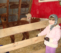 These friendly alpaca are frequent visitors to the Beckwith Christmas Tree Farm-the Christmas Tree Station, in Hannibal, NY