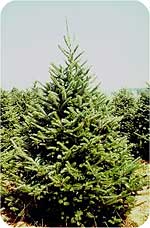 Balsam Fir from Beckwith Christmas Trees-the Christmas Tree Station in Hannibal, New York.