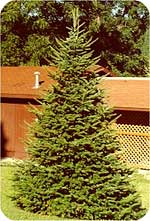 Canaan fir from Beckwith Christmas Trees-the Christmas Tree Station in Hannibal, New York.