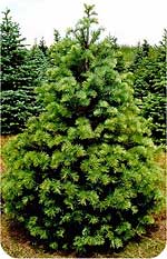 Concolor fir, or white fir Christmas tree, from Beckwith Christmas Trees-the Christmas Tree Station in Hannibal, New York.