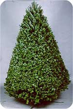 Douglas Fir at Beckwith Choose and Cut Christmas Trees, Wreaths, and Holiday Outing to the Christmas Tree Station in Hannibal, New York"