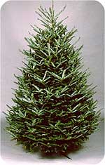 Fraser fir at Beckwith Choose and Cut Christmas Trees, Wreaths, and Holiday Outing to the Christmas Tree Station in Hannibal, New York