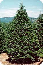 Grand fir Christmas tree at Beckwith Christmas trees-the Christmas tree station, Hannibal, NY
