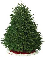 Nordsman Fir Christmas Tree at Beckwith's Christmas Trees-the Christmas Tree Station in Hannibal, NY.