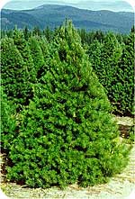 Scotch Pine from Beckwith Christmas Trees-the Christmas Tree Station in Hannibal, New York.