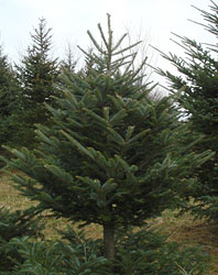 Order a beautiful, fresh cut Christmas tree for delivery to your home from the Beckwith Christmas Tree Farm, the Christmas Tree Station, Hannibal, NY