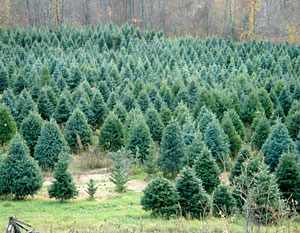 Over 35 acres of firs and pine real Christmas trees at the Beckwith Christmas Tree Farm-the Christmas Tree Station, in Hannibal, New York 