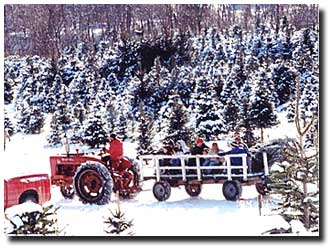 Enjoy a free wagon ride down Candy Cane Lane to the growing live Christmas trees at the Beckwith Family Christmas Tree Farm-the Christmas Tree Station, Hannibal, NY