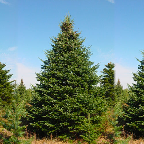 Balsam Fir from Beckwith Christmas Trees-the Christmas Tree Station in Hannibal, New York.