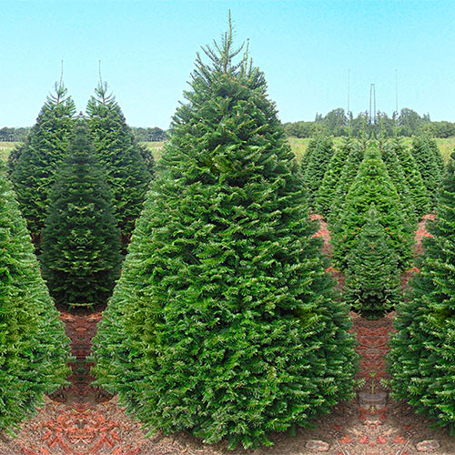 Grand fir Christmas tree at Beckwith Christmas trees-the Christmas tree station, Hannibal, NY